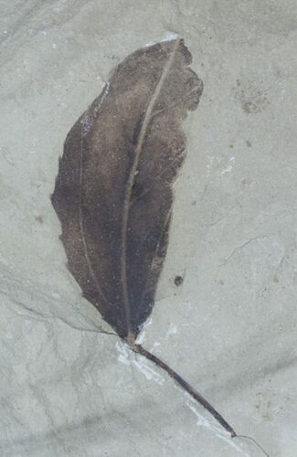 Unidentified Fossil Leaf - Green River Formation #3456